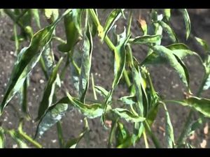 uploads/images/disease/chilli powdery mildew.jpg